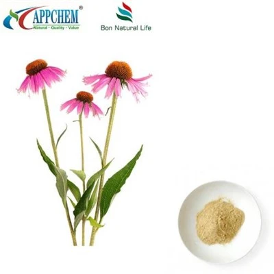 Echinacea Purpurea Detholiad Powdwr